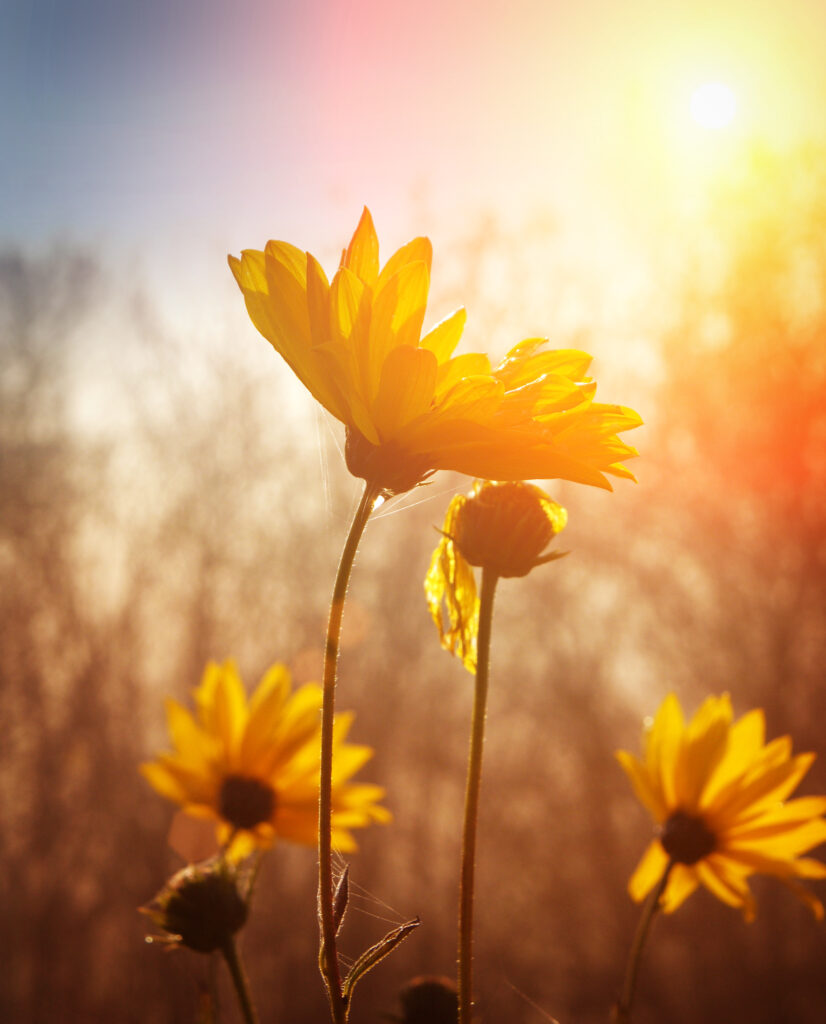This image has an empty alt attribute; its file name is Flower-826x1024.jpg